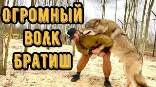 Самый крупный волк в Мире, якутский волк Братиш. The BIG wolf in the world, the northern Wolf.