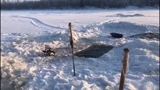 ЛОВИМ НАЛИМА НА НЕРЕСТЕ - ПРОВЕРКА  МЕРЕЖ.