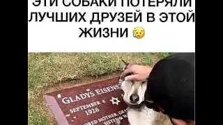 Чувства собак