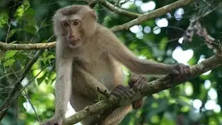 Monkey Sounds ।। Monkey Sounds Effect