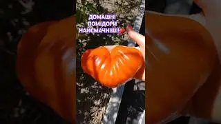 Перші Домашні Помідори🍅2024.