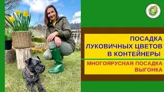 Не успели посадить луковичные? Сажайте в контейнеры🌷Цветение наступит намного раньше🌷Выгонка