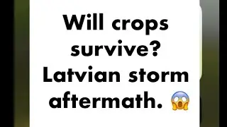 Latvian storm consequences for farming - it’s a disaster!