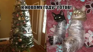 КОТЫ - ХУЛИГАНЫ, НАГЛЕЦЫ!😼 ПРИКОЛЫ ПРО ЖИВОТНЫХ😹