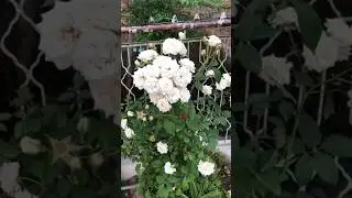 Flower of Buner 