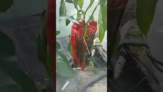 Перец сладкий Рамиро