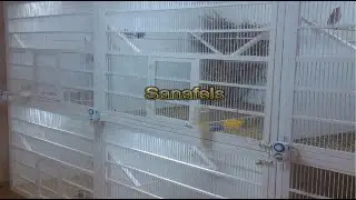 Птичья комната питомника Sanafels. Киев