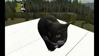 My summer cat