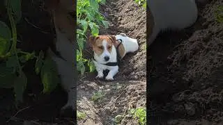 Жара