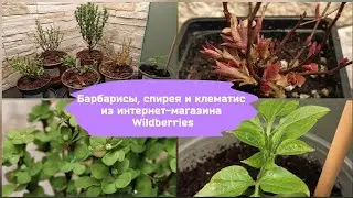 Барбарисы, спирея и клематис из интернет-магазина Wildberries