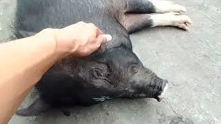 I met a very sweet friend on the street 😊