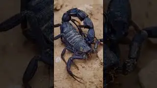 СКОРПИОН СХОДИТ С УМА