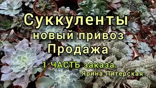 Суккуленты.Новый привоз.Продажа.1 часть заказа.