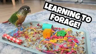 How to Teach Your Bird to Forage | Parrot Foraging Enrichment Training | BirdNerdSophie