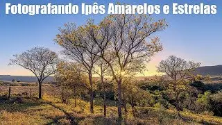 Fotografando Ipês Amarelos e Estrelas