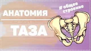 Анатомия таза | Кости таза | Таз