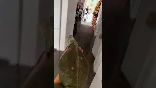 Catching A Frozen Iguana