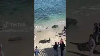 Lifeguard orders girl off SD Beach after throwing sand & rocks at sea lion || tiktok raspberryblush_