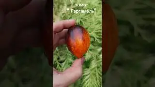 томат