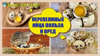 Перепелиные яйца - польза и вред