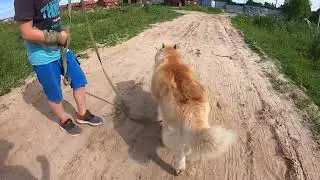 Даниил гуляет с Хаски.  Часть 2