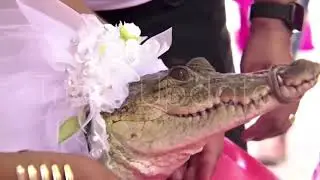 Mexico mayor marries alligator dressed as a bride in age-old ritual. #breakingnews