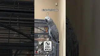 Birds Don’t Walk… They Eat what? 😳#talkingparrot #africangrey