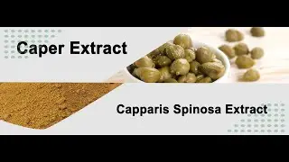 Caper Extract Price,Factory Supply,Manufacturer & Supplier – Green Stone