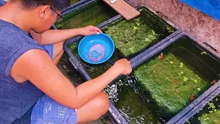 Wow ! This Mini-NATURAL GUPPY FARM can produce Hundreds of BABY GUPPIES! Plus CROSSBREED UPDATE!!😲