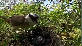 Yellow-vented bulbul Birds Protect the baby in the nest (1) [ Review Bird Nest ]