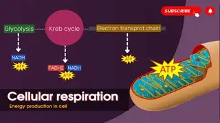 Cellular respiration in detail🔬🔍  || Glycolysis || Kreb cycle || Electron transport chain || Biology