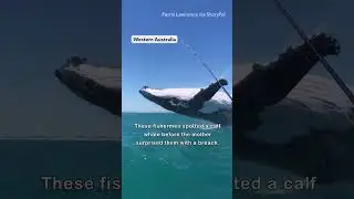 Wildest Whale Breaches