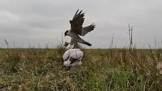 Семейство сапсанов. Заповедник "Усть-Ленский", дельта реки Лена