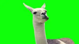 Llama chews  🦙 | green screen | footage | Animation | Download | №318