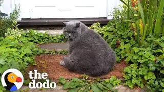 Chonky 18-Year-Old Cat Loves Going On Nighttime Walks | The Dodo