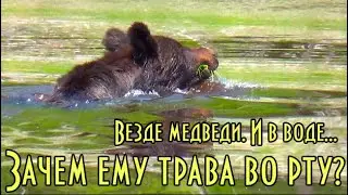 Медведей развелось как грязи. Еще один поплыл от нашей лодки