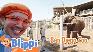 Hangin' at The San Diego Zoo | Blippi Animal Videos For Kids | Kids Show | Toddler Learning Cartoons