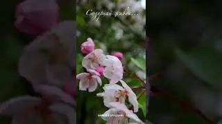 Созерцай жизнь! #shortvideo #shorts #short #живое #весталия