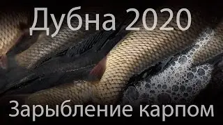 Зарыбление карпом - весна 2020, парк Семейного отдыха, г. Дубна