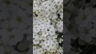 White Flower Bush.... Recognise them? please name them ....