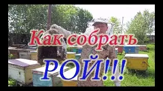 КАК СОБРАТЬ ВЫШЕДШИЙ РОЙ??? из УЛЬЯ В РОЁВНЮ??? Beekeeping.🔥🔥🔥