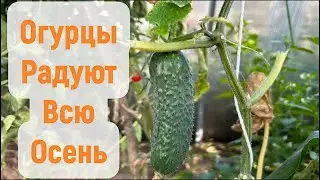 Огурцы радуют всю осень . Чем подкармливать  огурцы для длительного плодоношения .