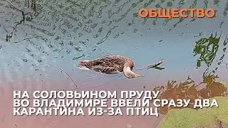 На Соловьином пруду во Владимире ввели сразу два карантина из-за птиц