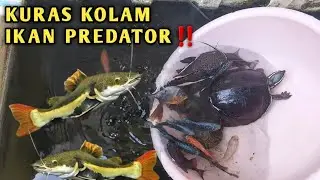 KURAS KOLAM IKAN PREDATOR || BELI IKAN PREDATOR DI SHOPEE‼️