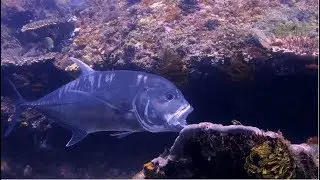 Giant Trevally in Mainit Point - Anilao Dive Resort Site by Blue Ribbon Dive Resort