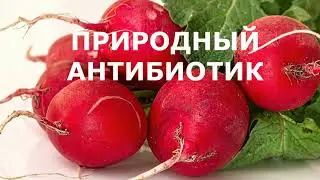 Всё О Редисе. Что Может Редис, Польза И Вред