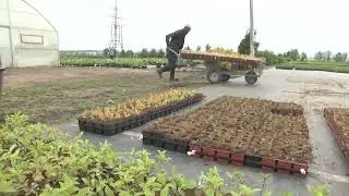 Вести из  теплиц и полей. Посадка растений из мультиплат в Р9 и в поле.