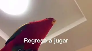 Loro rojo meme