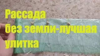 СЕЕМ СЕМЕНА В УЛИТКУ. ЛУЧШИЙ СПОСОБ ДЛЯ ВЫРАЩИВАНИЯ РАССАДЫ.