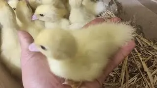 НАЧАЛО НОВОГО СЕЗОНА! КАКИМИ ДОЛЖНЫ БЫТЬ ЯЙЦА? ПРАВИЛЬНАЯ ИНКУБАЦИЯ. КОРМЛЕНИЕ ПТИЦЫ ОВОЩАМИ И СЕНОМ